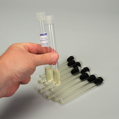Halobacterium Broth, 5-mL Tubes, Pack of 10