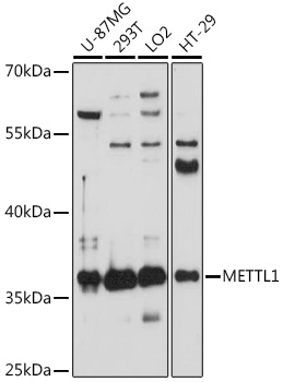Anti-METTL1 Antibody