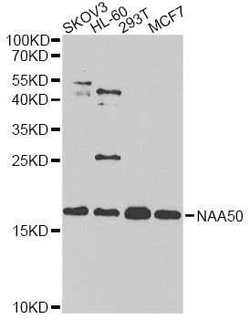 Anti-NAA50 Antibody