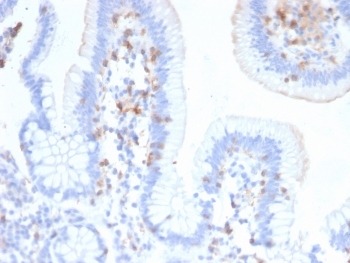 IHC testing of FFPE human small intestine with CD103 antibody (clone ITGAE/2474). HIER: boil tissue sections in pH9, 1mM EDTA buffer, for 10-20 min followed by cooling at RT for 20 min.