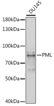 Anti-PML Antibody