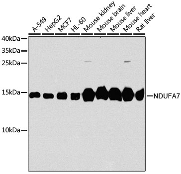 Anti-NDUFA7 Antibody