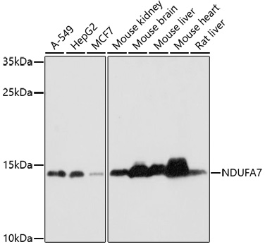 Anti-NDUFA7 Antibody