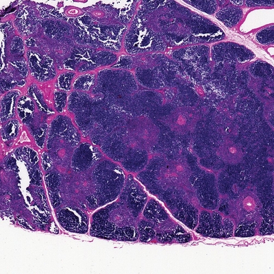 Human thymus sec. 7 µm H&E stain Microscope Slide