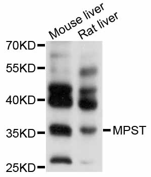 Anti-MPST Antibody
