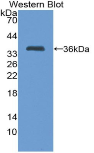 Western Blot; Sample: Recombinant protein.