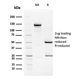 SDS-PAGE analysis of purified, BSA-free TIM-3 antibody (clone TIM3/2399) as confirmation of integrity and purity.