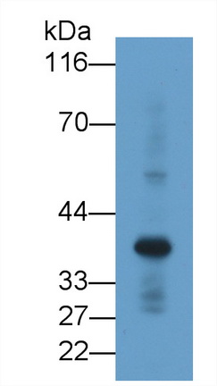 Western Blot; Sample: Rat Heart lysate<br/>Primary Ab: 2µg/ml Mouse Anti-Human RNLS Antibody<br/>Second Ab: 0.2µg/mL HRP-Linked Caprine Anti-Mouse IgG Polyclonal Antibody<br/>(Catalog: SAA544Mu19)