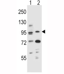 AHR antibody western blot analysis in (1) mouse NIH3T3 and (2) human T47D cell line lysate. Predicted molecular weight ~ 95kDa.