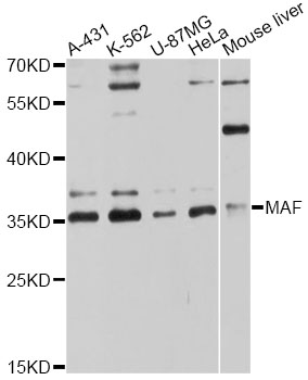 Anti-MAF Antibody