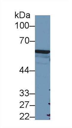 Western Blot; Sample: Human A549 cell lysate; <br/>Primary Ab: 2µg/ml Rabbit Anti-Mouse FOXP3 Antibody<br/>Second Ab: 0.2µg/mL HRP-Linked Caprine Anti-Rabbit IgG Polyclonal Antibody<br/>(Catalog: SAA544Rb19)