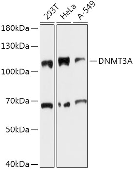 Anti-DNMT3A Antibody