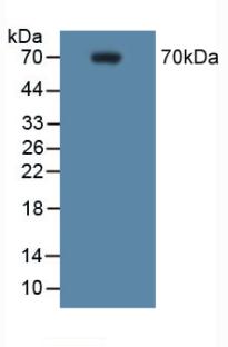 Western Blot; Sample: RAW264.7 cell lysate<br/>Primary Ab: 5µg/ml Rabbit Anti-Human PTGS2 Antibody<br/>Second Ab: 0.2µg/mL HRP-Linked Caprine Anti-Rabbit IgG Polyclonal Antibody<br/>(Catalog: SAA544Rb19)
