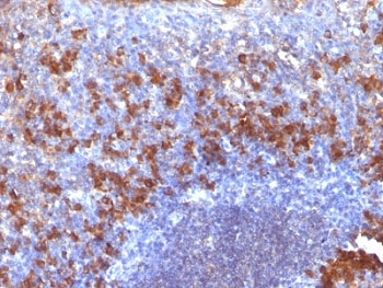 IHC: Formalin-fixed, paraffin-embedded human tonsil stained with biotinylated Lambda Light Chain Ab probe followed by anti-Biotin antibody (SPM375).