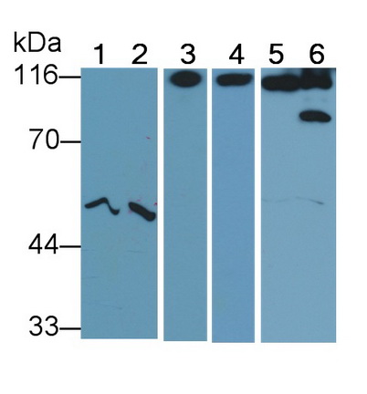 Western Blot; Sample: Lane1: HepG2 cell lysate; Lane2: 293T cell lysate; Lane3: Porcine Liver lysate; Lane4: Rat Liver lysate; Lane5: Mouse Liver lysate; Lane6: Mouse Heart lysate&lt;br/&gt;Primary Ab: 0.05μg/ml Rabbit Anti-Human CD26 Antibody&lt;br/&gt;Second Ab: 0.2µg/mL HRP-Linked Caprine Anti-Rabbit IgG Polyclonal Antibody&lt;br/&gt;(Catalog: SAA544Rb19) Selected