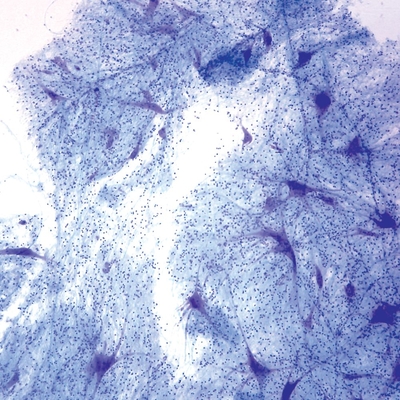 Mammal Giant Multipolar Neurons Slide, Smear, Luxol® Fast Blue