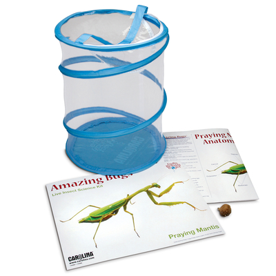 Praying Mantis Amazing Bugs® Kit (with egg case and fruit flies)