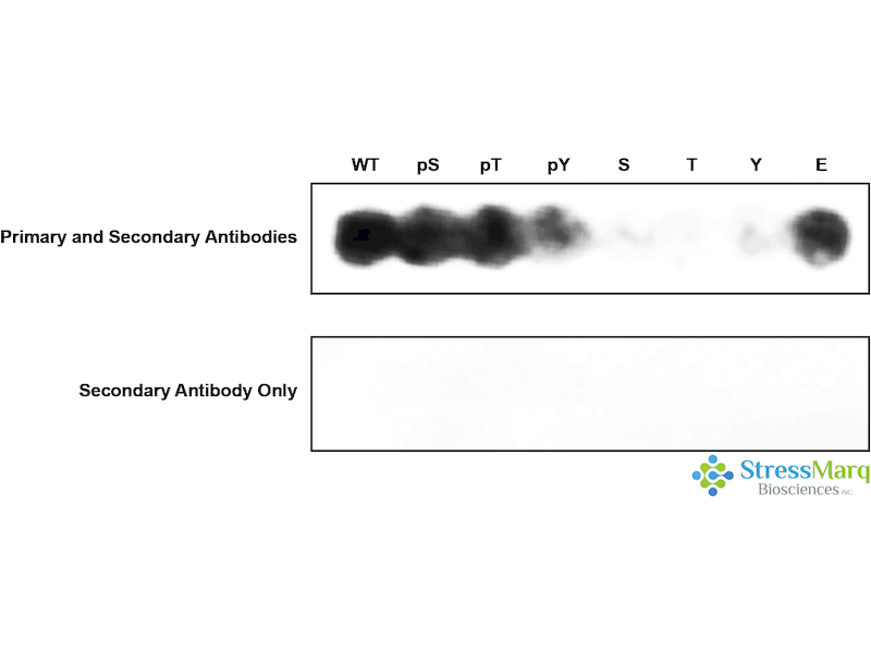 MAPK4 Antibody (pSer186)