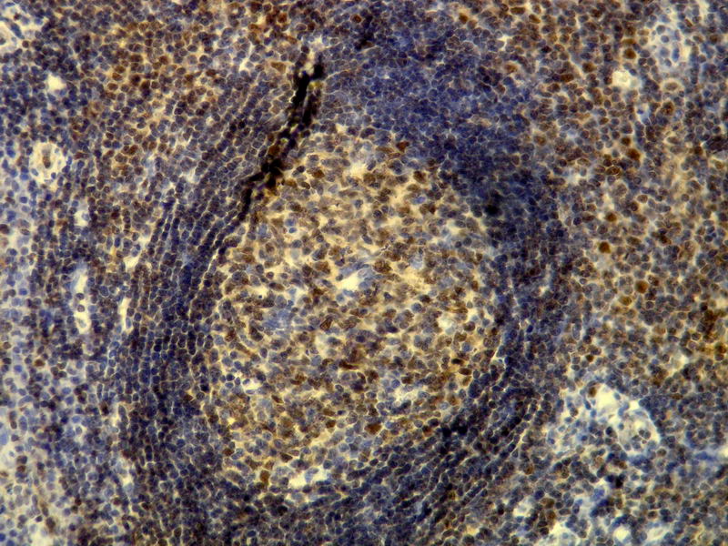 Anti-p60 Antibody [E17-L]