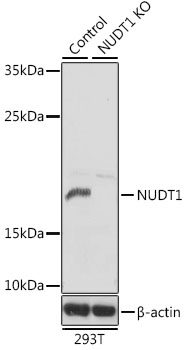 Anti-NUDT1 Antibody