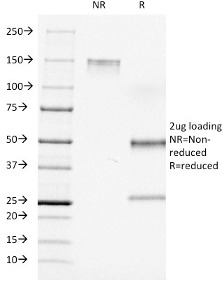 Anti-CD7 Antibody [C7/511] - BSA and Azide free