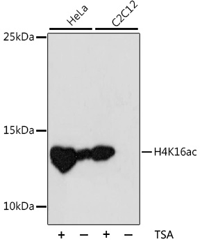 Anti-Histone H4 (acetyl K16) Antibody