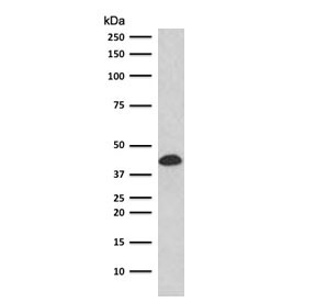 Western blot testing of human K562 cell lysate with Glycophorin A antibody (clone SGPA35-2R). Expected molecular weight: routinely observed at ~16/38 kDa.