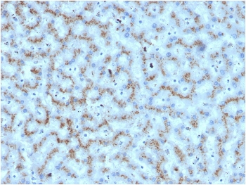 IHC staining of FFPE human liver with Apolipoprotein D antibody. HIER: boil tissue sections in pH 9 10mM Tris with 1mM EDTA for 20 min and allow to cool before testing.
