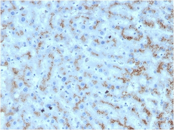 IHC staining of FFPE human liver with Apolipoprotein D antibody. HIER: boil tissue sections in pH 9 10mM Tris with 1mM EDTA for 20 min and allow to cool before testing.