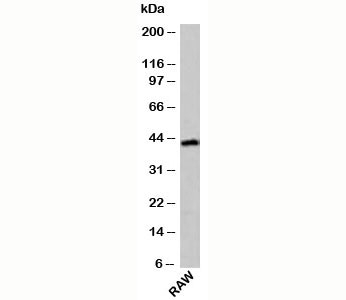 Western blot test of mouse samples with ICAD antibody at 4ug/ml.