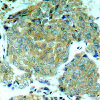 Anti-eIF2a (phospho S51) Antibody