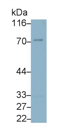 Western Blot; Sample: Porcine Lymph node lysate Primary Ab: 0.4µg/ml Mouse Anti-Mouse IGSF12 Antibody Second Ab: 0.2µg/mL HRP-Linked Caprine Anti-Mouse IgG Polyclonal Antibody (Catalog: SAA544Mu19)