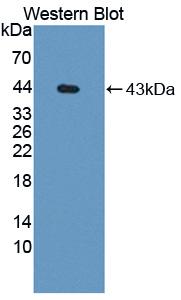 Western Blot; Sample: Recombinant CCK, Rat.