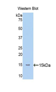 Western Blot; Sample: Recombinant protein.