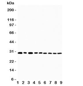 Western blot testing of OX40 antibody and Lane 1: U87; 2: HeLa; 3: HT1080; 4: Jurkat; 5: COLO320; 6: MCF-7; 7: SHC; 8: COLO320; 9: SGC cell lysate. Expected molecular weight: 29-50 kDa depending on glcyosylation level.