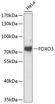 Anti-FOXO3 Antibody