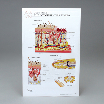 Integumentary System Post-it® Chart