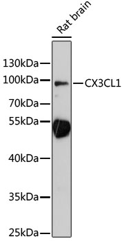 Anti-CX3CL1 Antibody
