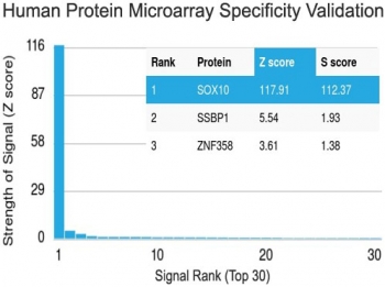 Protein array validation of the SOX-10 antibody: Analysis of HuProt(TM) microarray containing more than 19,000 full-length human proteins using SOX-10 antibody (clone SOX10/1074).<P><P>Z- and S- score: The Z-score represents the strength of a signal that an antibody (in combination with a fluorescently-tagged anti-IgG secondary Ab) produces when binding to a particular protein on the HuProt(TM) array. Z-scores are described in units of standard deviations (SD's) above the mean value of all signals generated on that array. If the targets on the HuProt(TM) are arranged in descending order of the Z-score, the S-score is the difference (also in units of SD's) between the Z-scores. The S-score therefore represents the relative target specificity of an Ab to its intended target. 