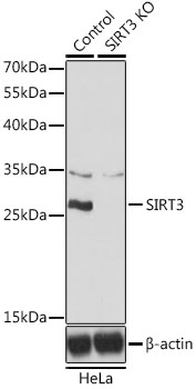 Anti-SIRT3 Antibody