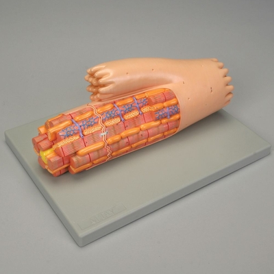 Altay Microstructure of Cardiac Muscle Model, EA | Labscoop