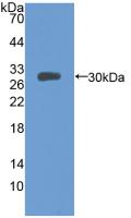 Western Blot; Sample: Recombinant MFGE8, Mouse.