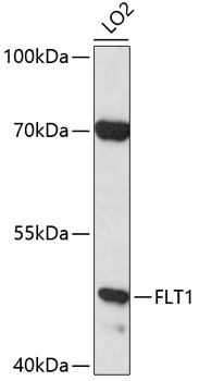 Anti-FLT1 Antibody
