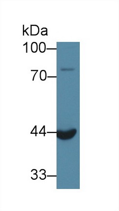 Western Blot; Sample: Mouse Kidney lysate; <br/>Primary Ab: 1µg/ml Rabbit Anti-Rat ACP6 Antibody<br/>Second Ab: 0.2µg/mL HRP-Linked Caprine Anti-Rabbit IgG Polyclonal Antibody<br/>(Catalog: SAA544Rb19)