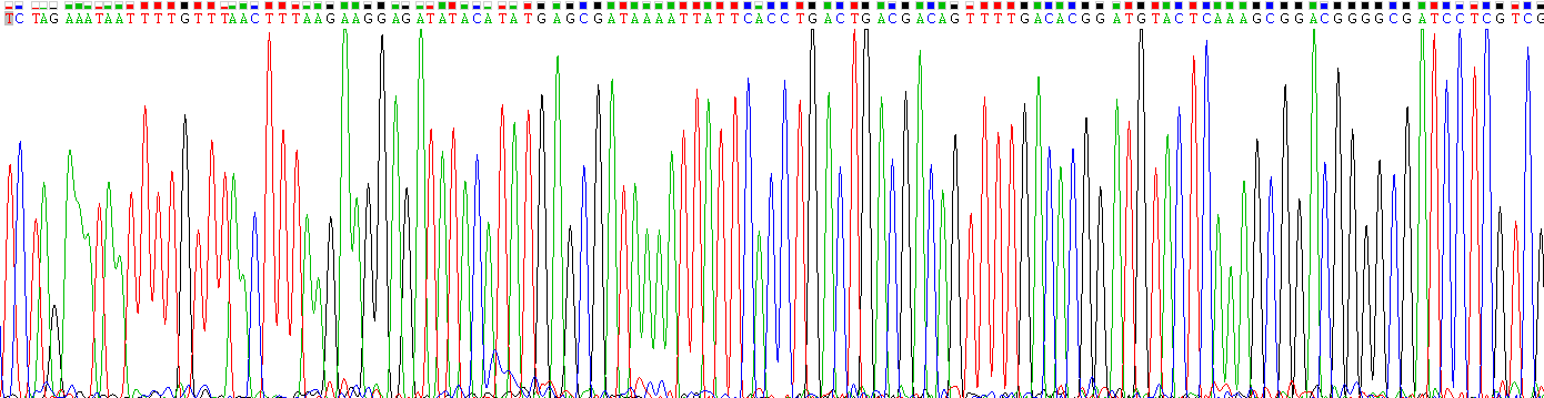 Figure. Gene Sequencing (extract)