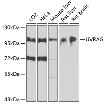 Anti-UVRAG Antibody