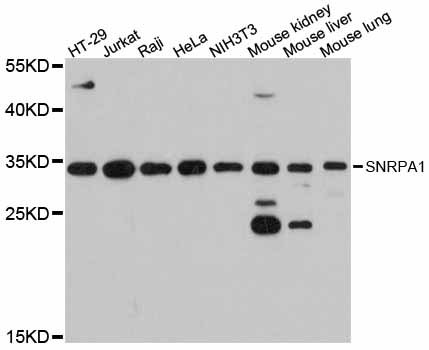 Anti-SNRPA1 Antibody