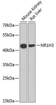 Anti-NR1H3 Antibody