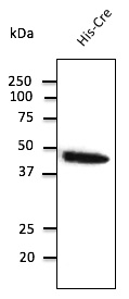 Anti-Cre Antibody