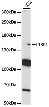 Anti-LTBP1 Antibody